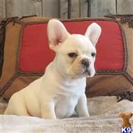 french bulldog puppy posted by COUTURE WEST FRENCHIES